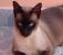 Gato 3.jpg